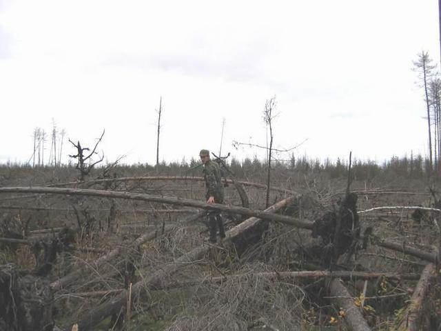 Fallen trees