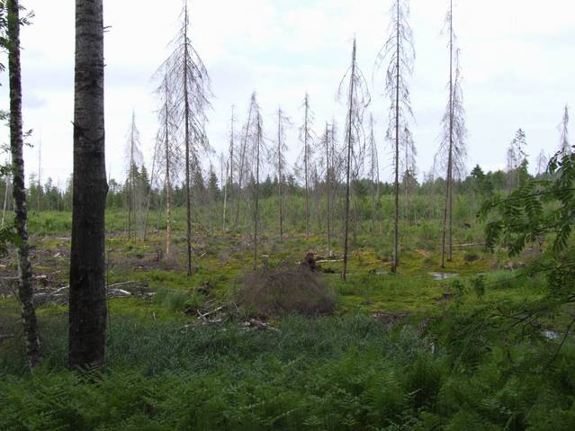 Bog close to CP