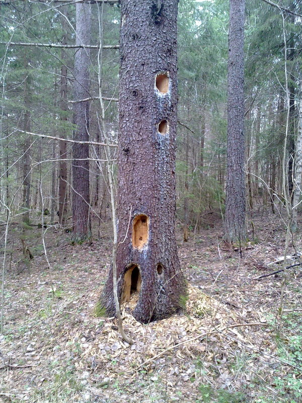 Hollows in the tree