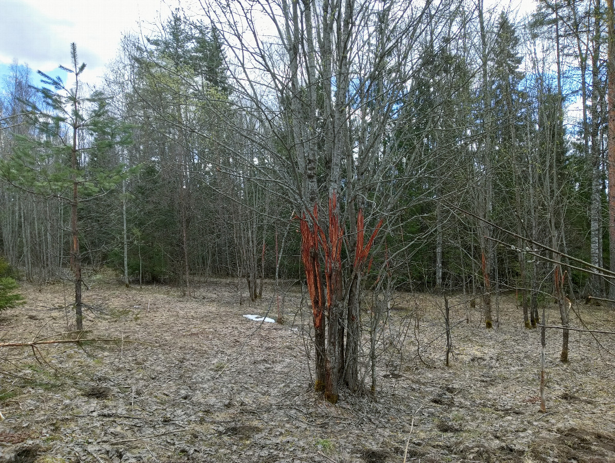 Elk feeding