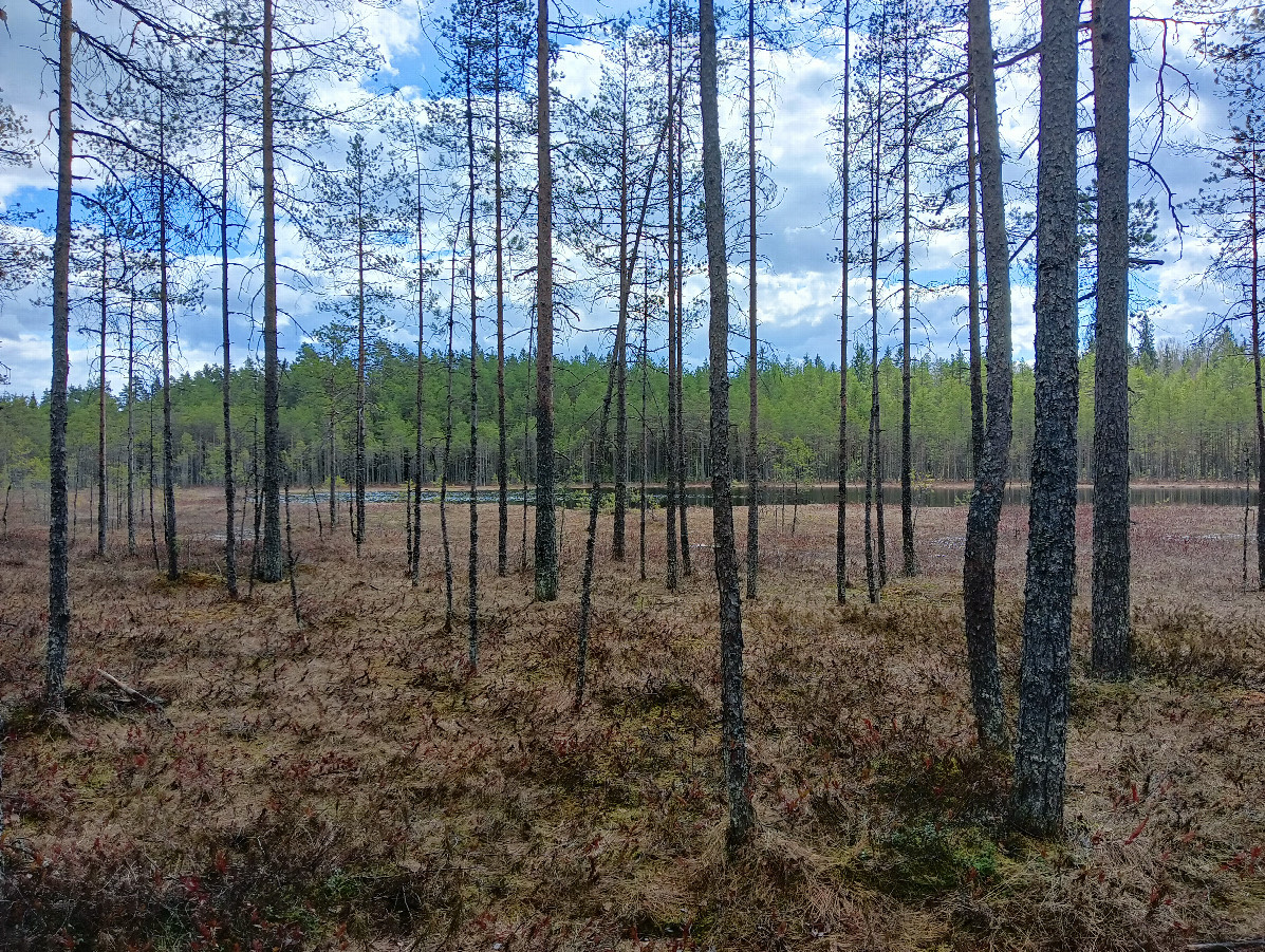 Forest swampy lake