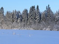 #10: Field near Kozlovo