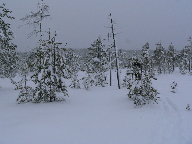 Swamp, the forest with CP ahead