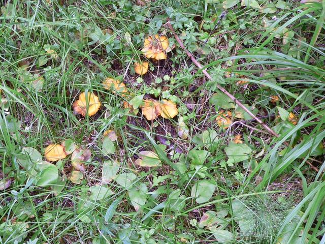 chanterelles at CP