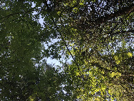 #9: View Upwards