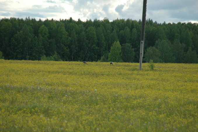 Cranes (rare, easily frightened bird)