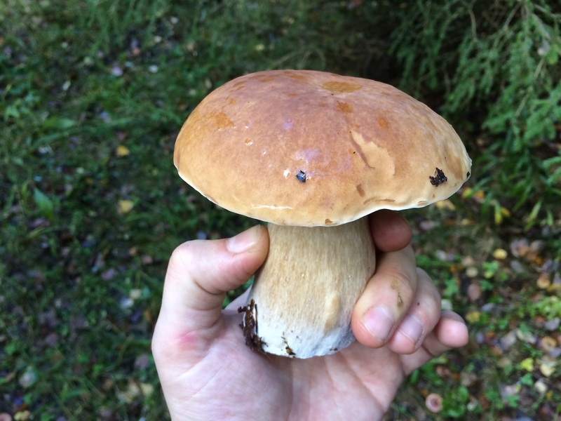 Boletus edulis