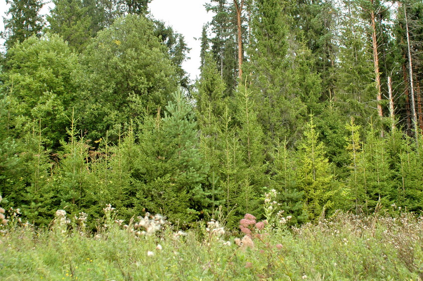 East view to the CP/Вид на Слияние с запада