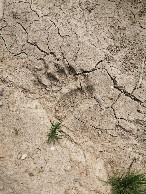 #9: Bear footprint