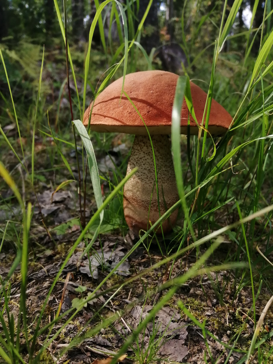 Boletus