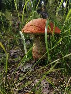 #9: Boletus