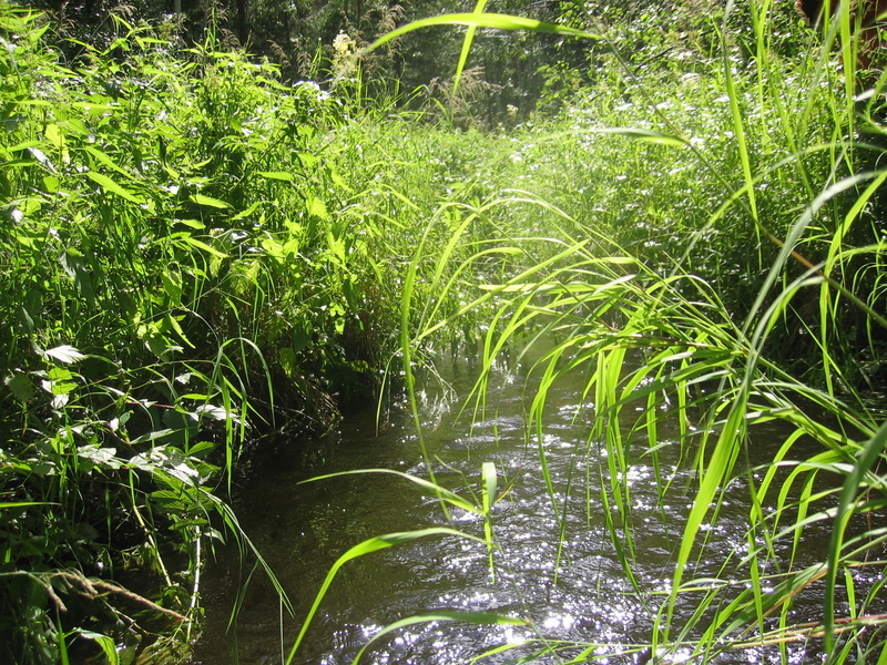 Brook that runs 50 metres off the confluence