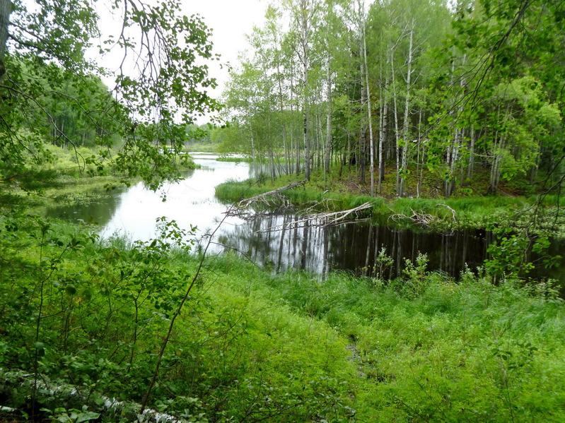 Oxbow lake / Одна из многочисленнных стариц