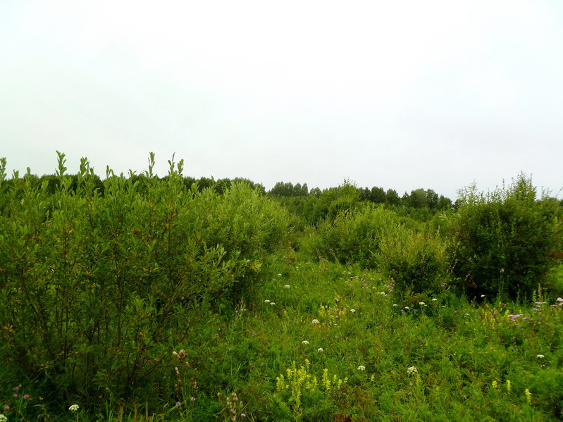 Bushes near Turtas rriver / Невысокие кусты перед Туртасом