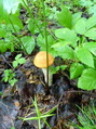 #7: Red cap boletus / Подосиновик