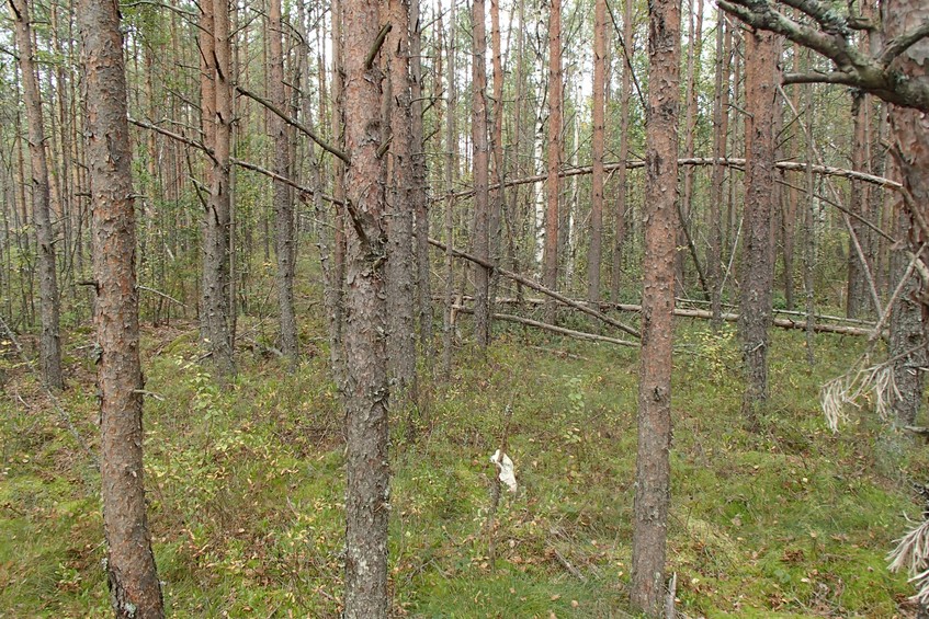 View to the north (and to the skull) / Вид на север (и на череп)