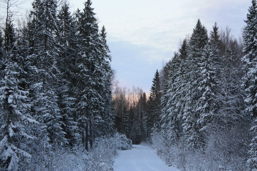 Winter came in Tikhvin district / В Тихвинский район пришла зима