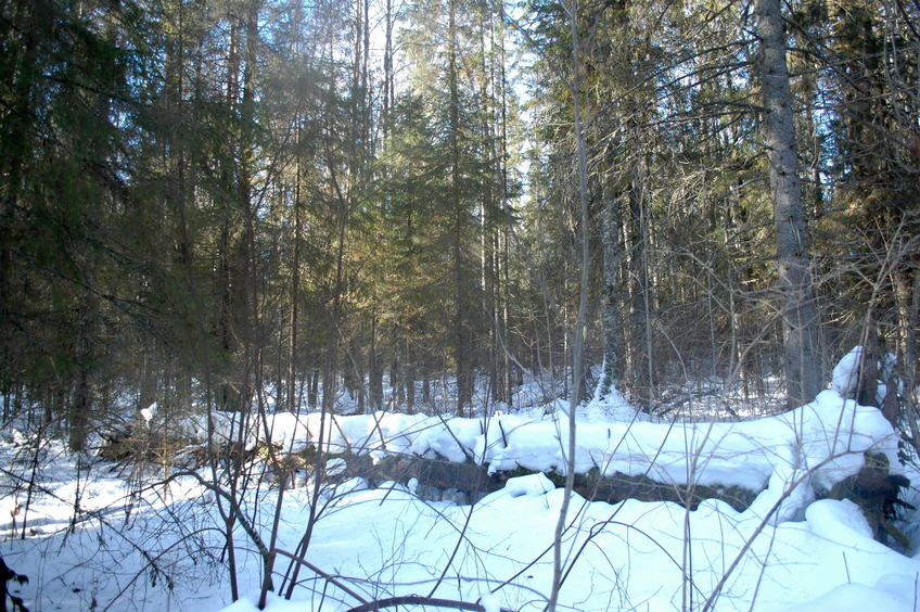 Large log (SW view) / Большое бревно (на ЮЗ)