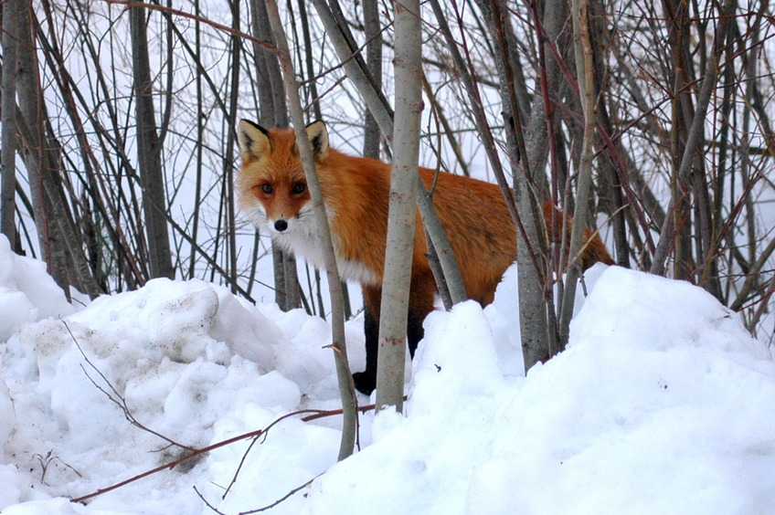 Red guest / Рыжая гостья