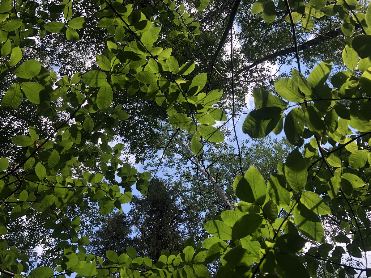 View Upwards