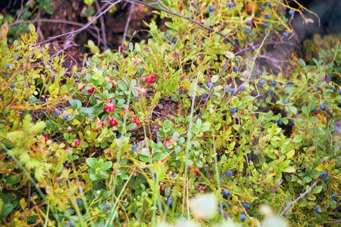 Tussock with berries/Кочка с брусникой и черникой