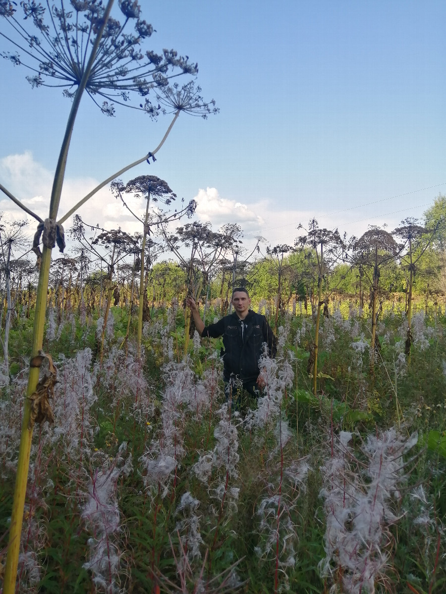 Hogweed is taller than a man