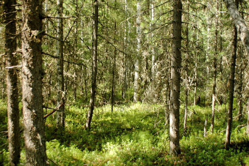 North-West view / На северо-запад