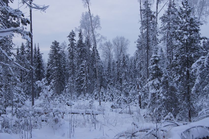 Зимняя сказка/Winter fairytale