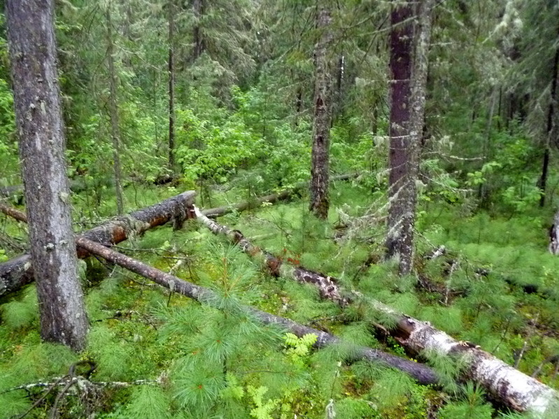 In the forest / В лесу