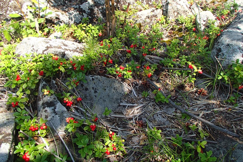 Island cowberry / Островная брусника