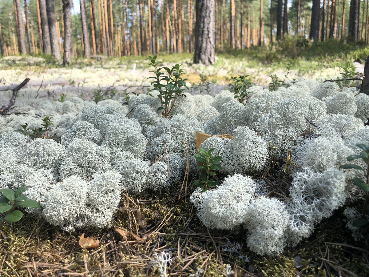 Huge Lichen