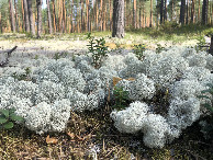 #9: Huge Lichen