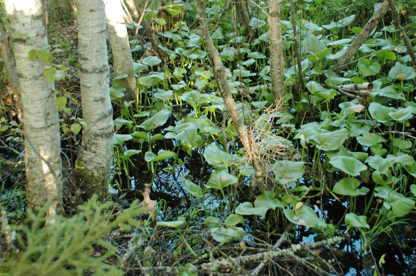 Impassable flooded forest 3