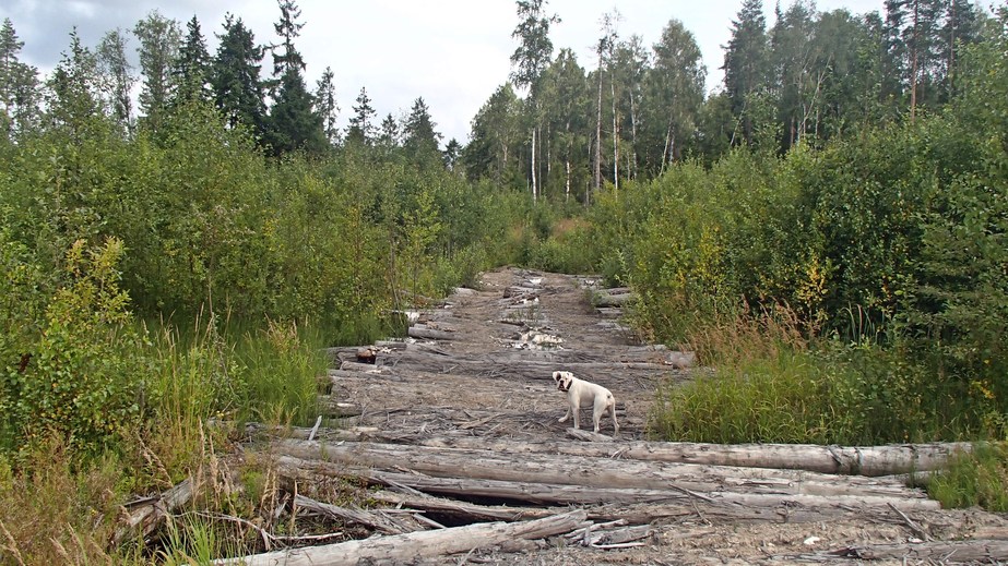 Old causeway / Старая гать