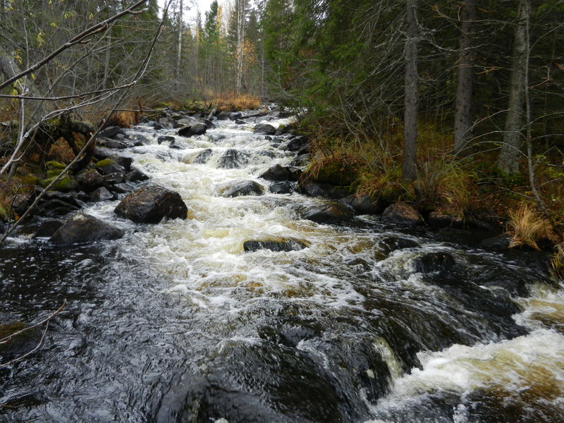 Водопад на лесном ручье / Little waterfall