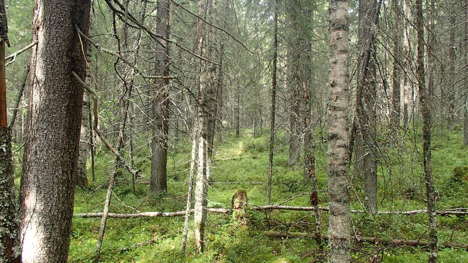 View to the north / Вид на север