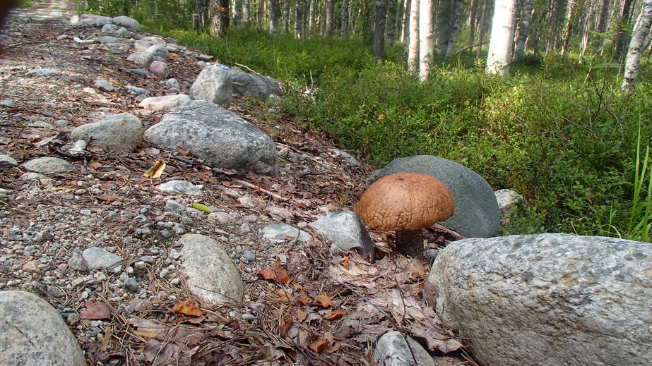 Karelian roadside/ Карельская обочина