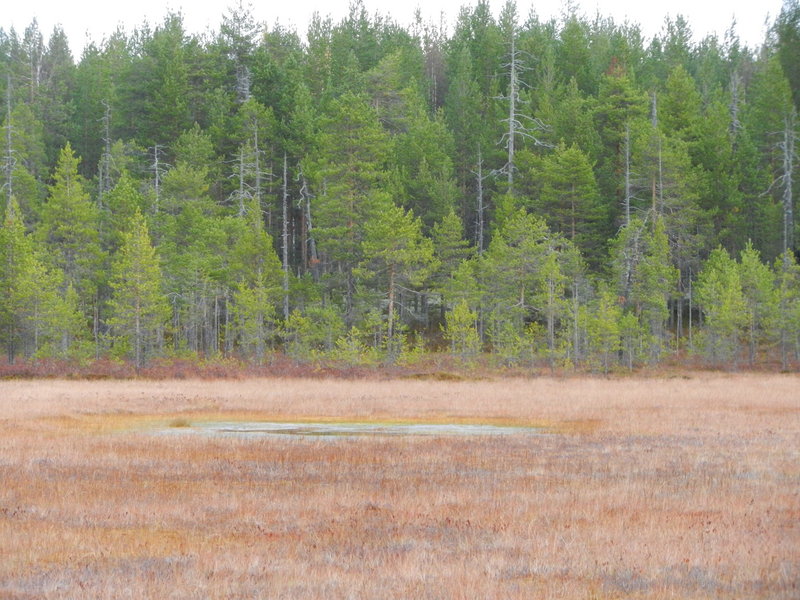 Болото к северу от Пересечения / Swamp to North from DCP