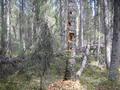 #6: Работа дятла / Work the woodpecker