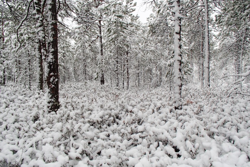 Under the pines / Под соснами