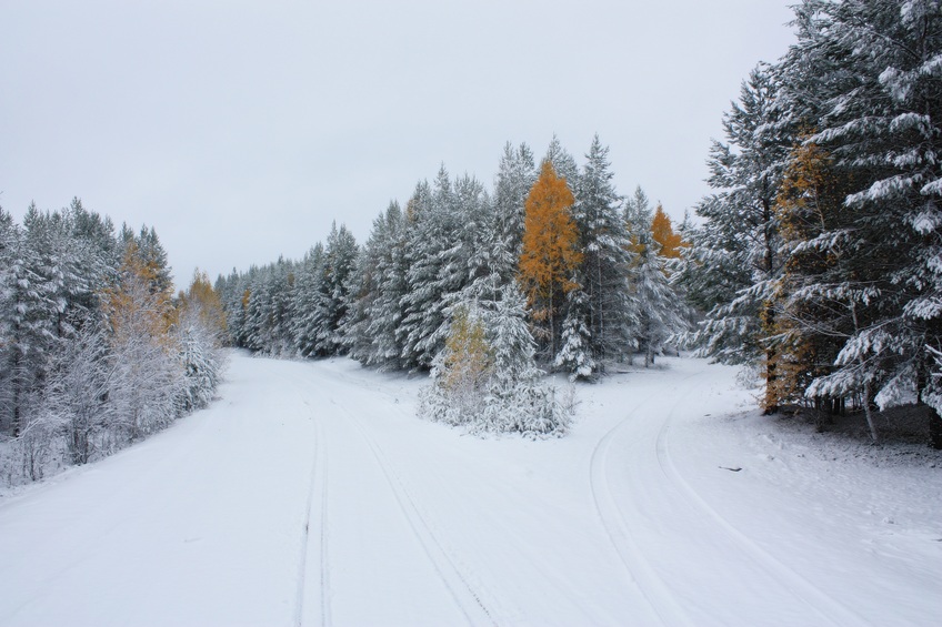 Winter gold / Зимнее золото 