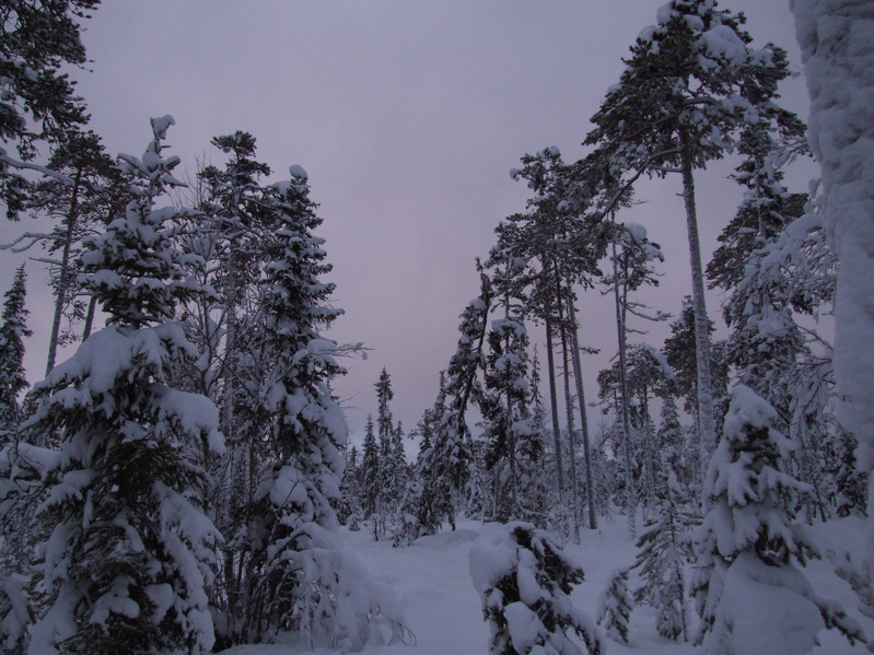 Карельская тайга / Karelian taiga.JPG