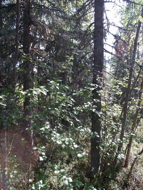 Confluence point - view to south