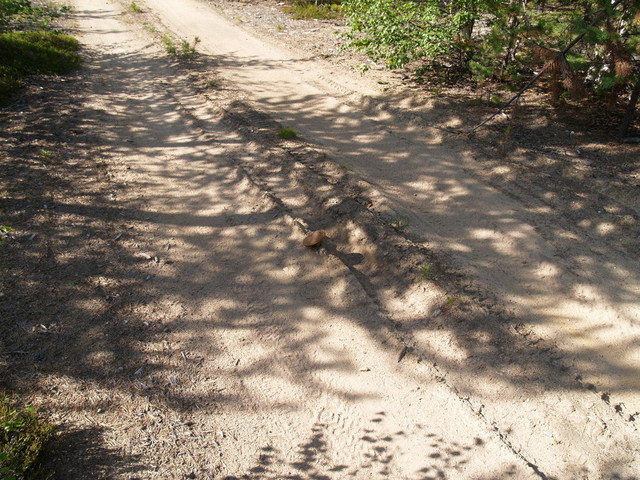 Mushroom in the middle of the road