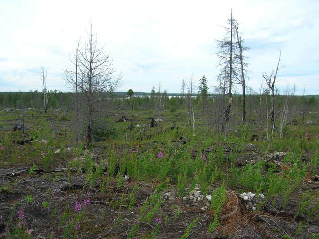 Типичный пейзаж (600 м от точки)/A typical landscape (600m from the point)