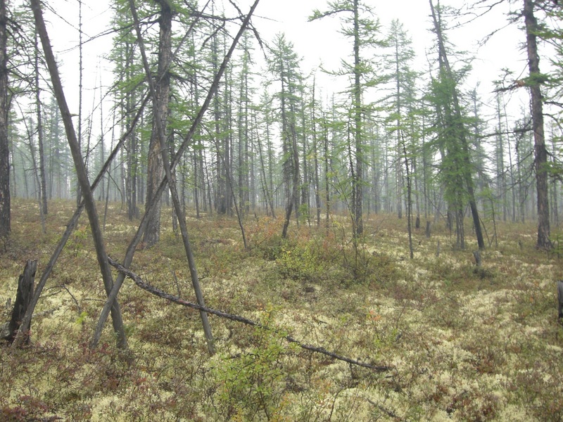 Nord, West und Süd, ringsherum Wald/North, West, and South, all around is forest