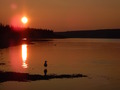 #9: Möwe in der Abendsonne / Seagull in the evening sun