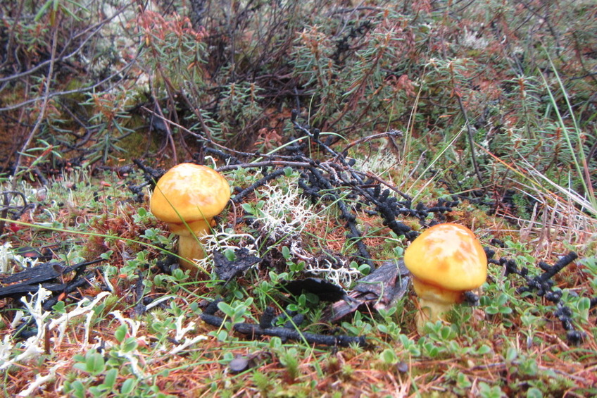 Mushrooms in the forest