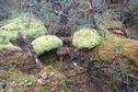 #10: Forest floor