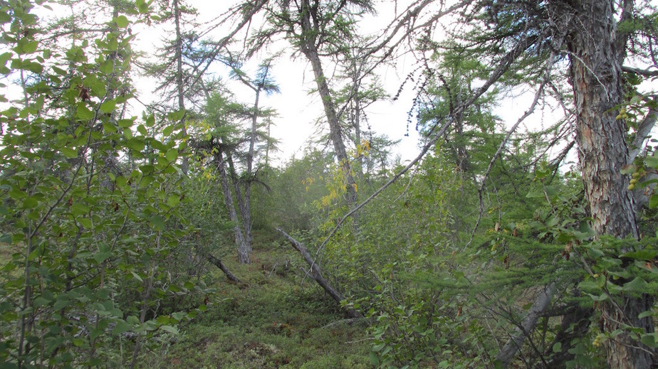 Nord, Ost, Süd u. West, ringsherum Wald / Forest view in all directions